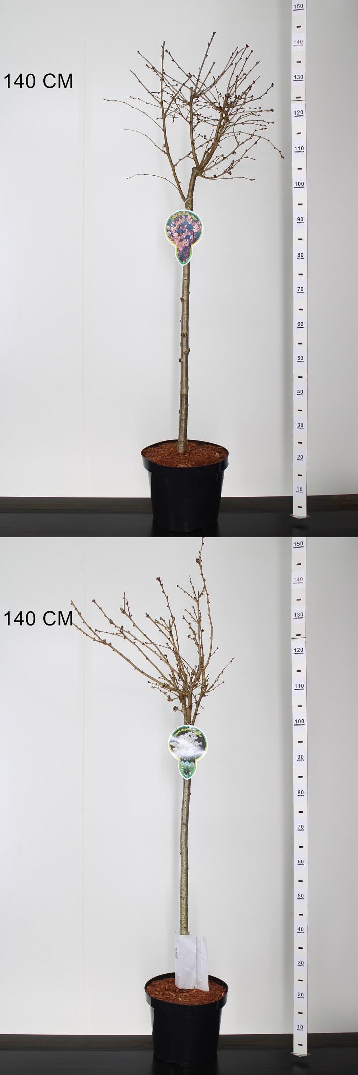 Prunus in cultivars (H)