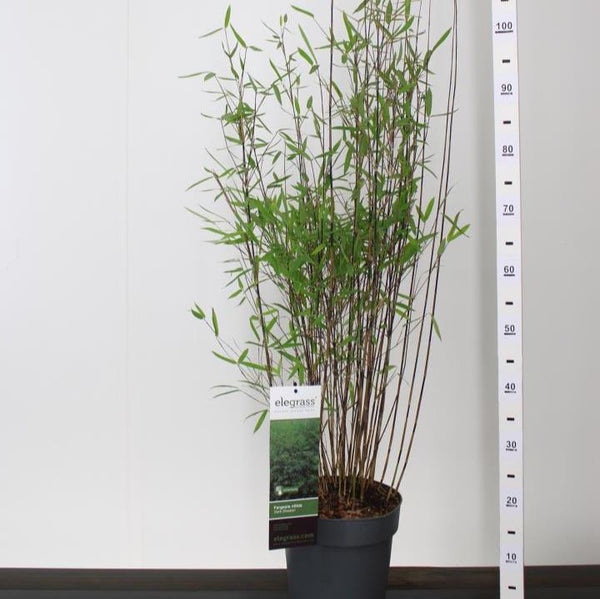 Buy Fargesia Nitida Black Shadow Online