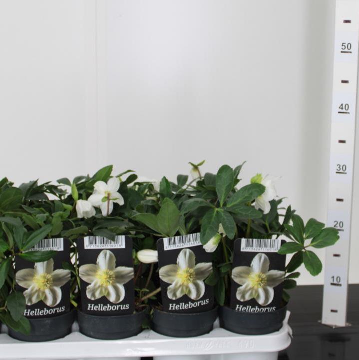 Helleborus-lividus-Potted-1
