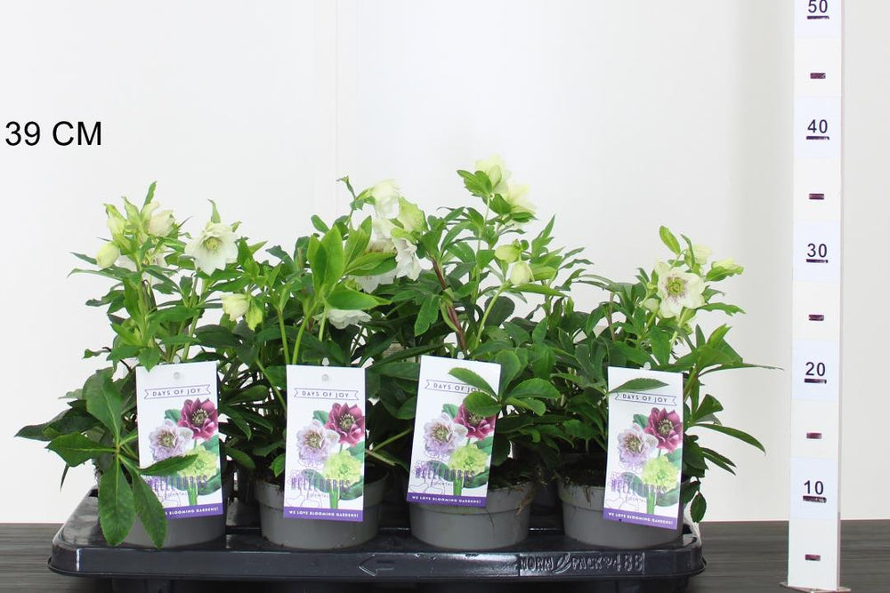 Helleborus-liv.-White-Potted