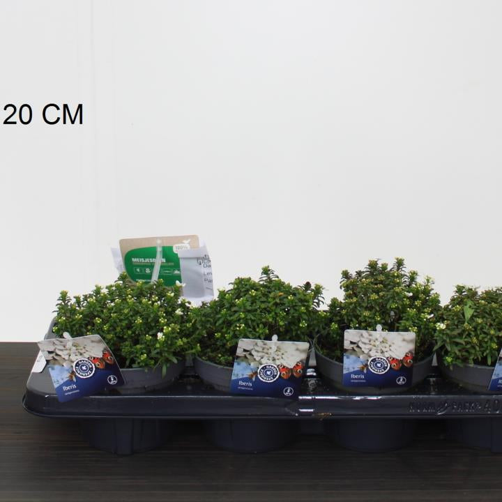 Iberis-semp.-Snow-Cone-Potted-1