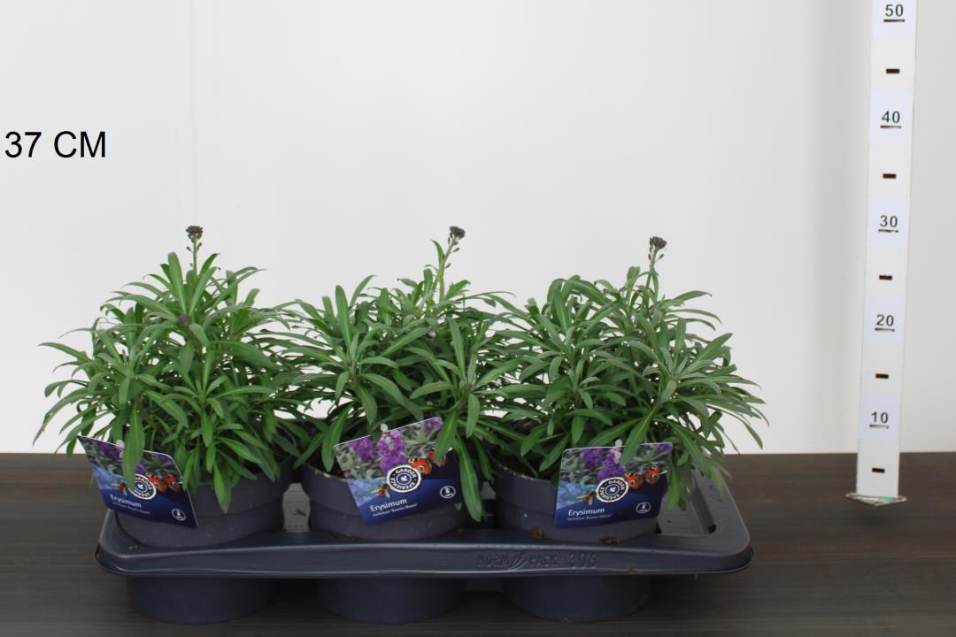 Erysimum-Bowles-Mauve-Potted-1