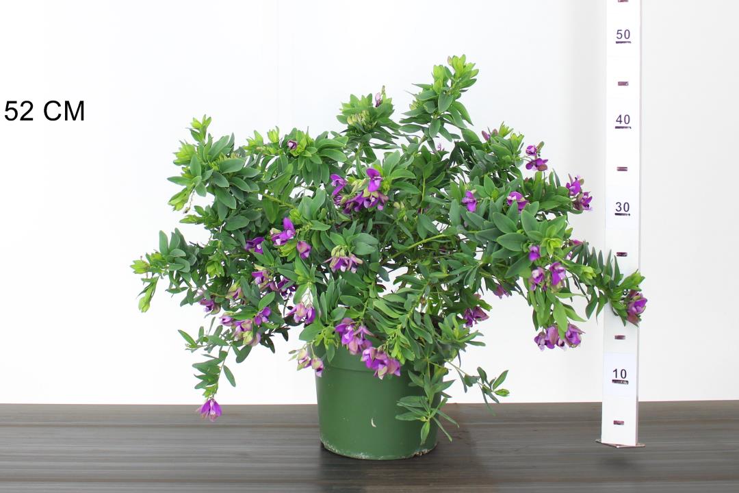 Polygala-myrtifolia-Potted-1