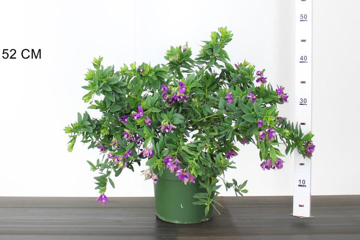 Polygala-myrtifolia-Potted-1