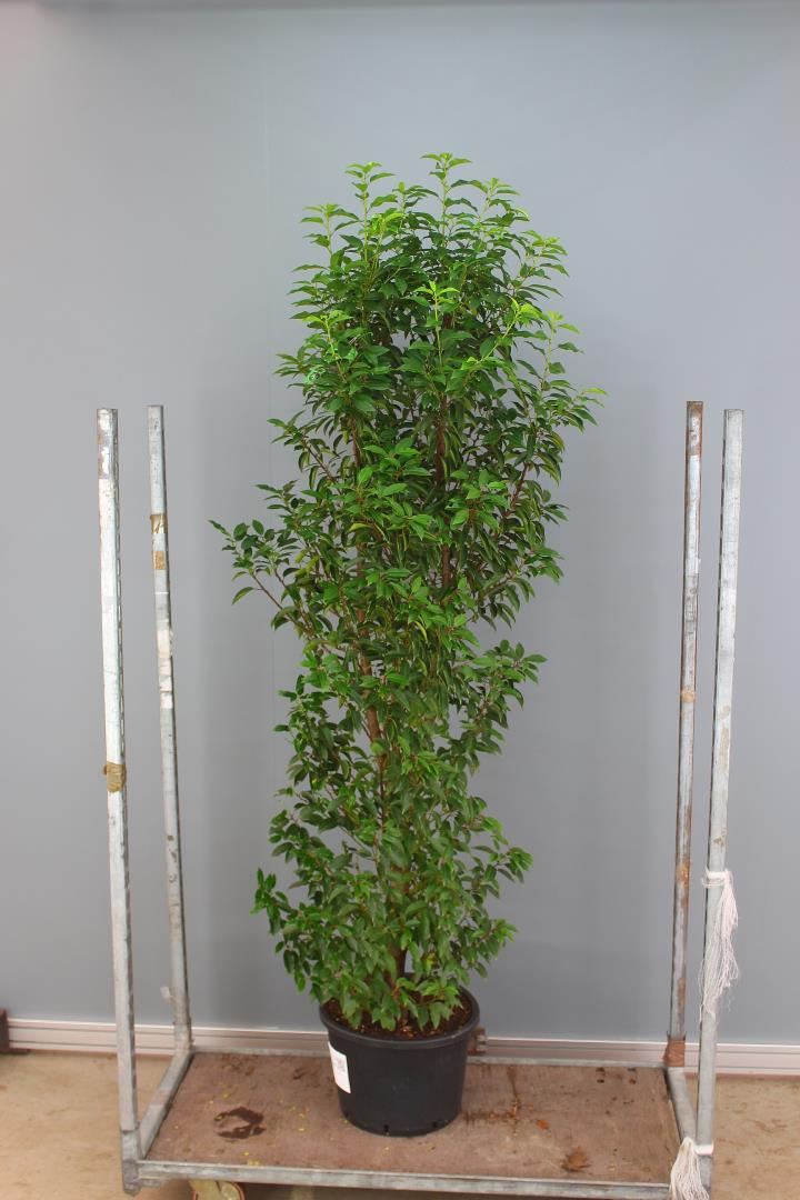 Prunus lus. Angustifolia