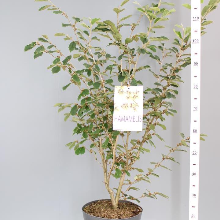 Hamamelis int. Arnold Promise
