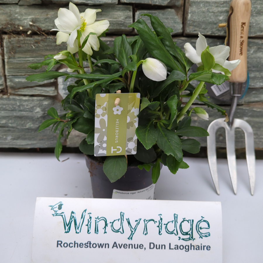 Helleborus Niger Advent Star Early  P12  Grade Xxl - Herbaceous - Windyridge Garden Centre