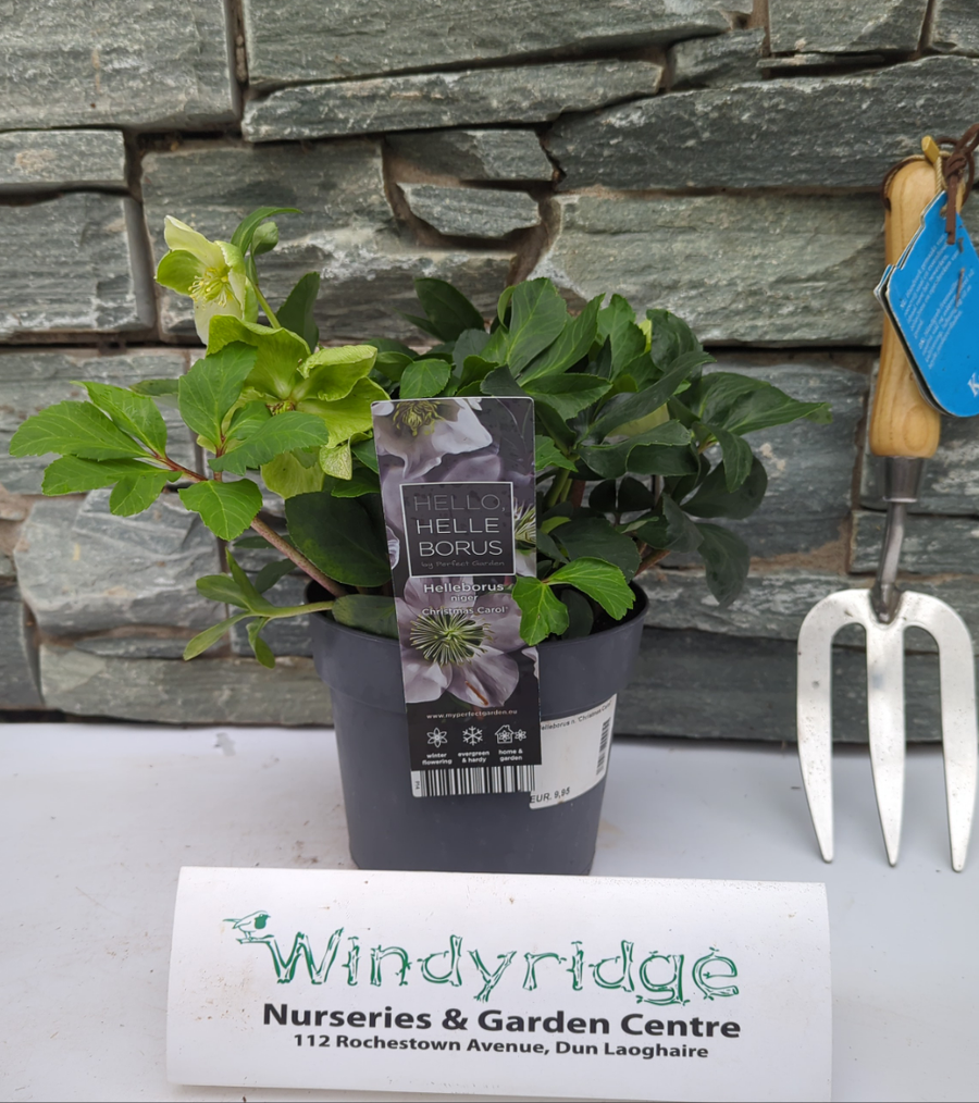 Helleborus Christmas Carol  P12  Grade L - Herbaceous - Windyridge Garden Centre