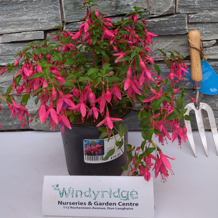 FUCHSIA Tom Thumb