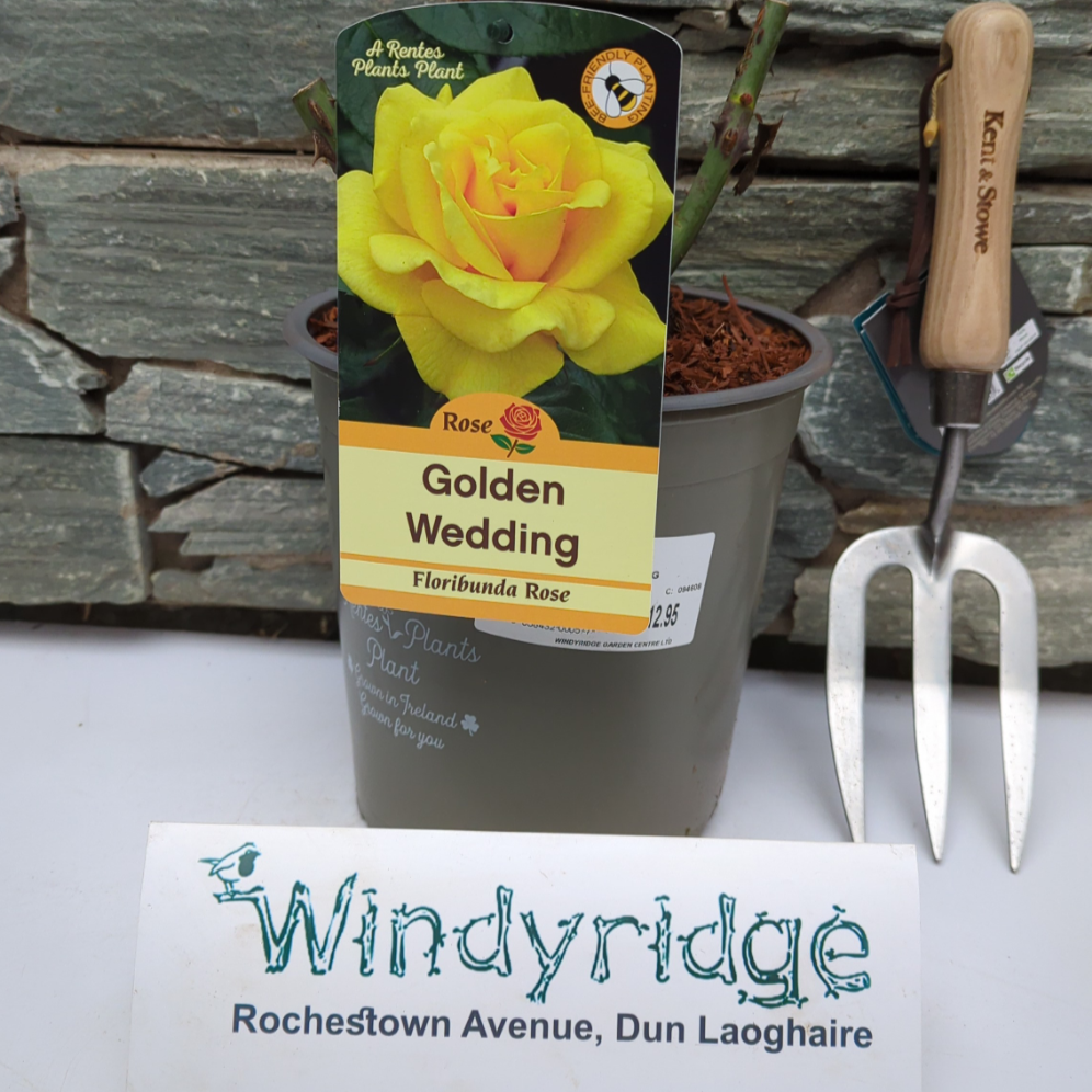 ROSA GOLDEN WEDDING