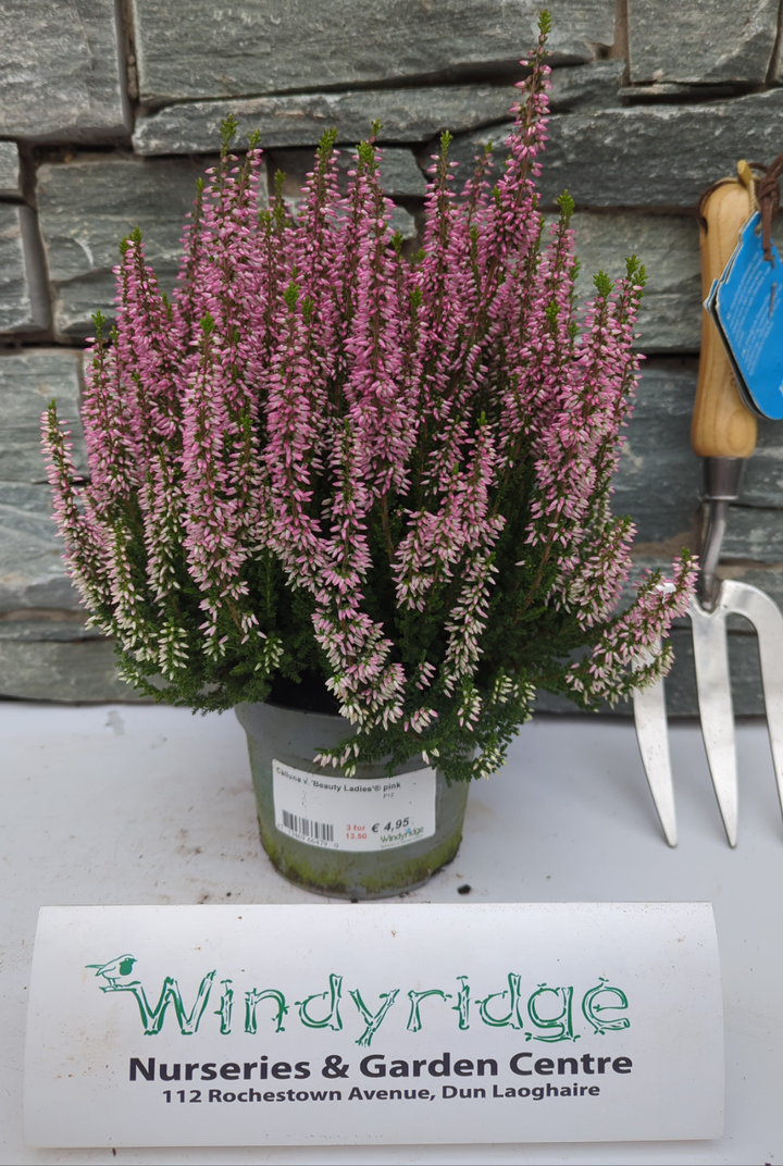 Calluna vulgaris Beauty Ladies pink  P12
