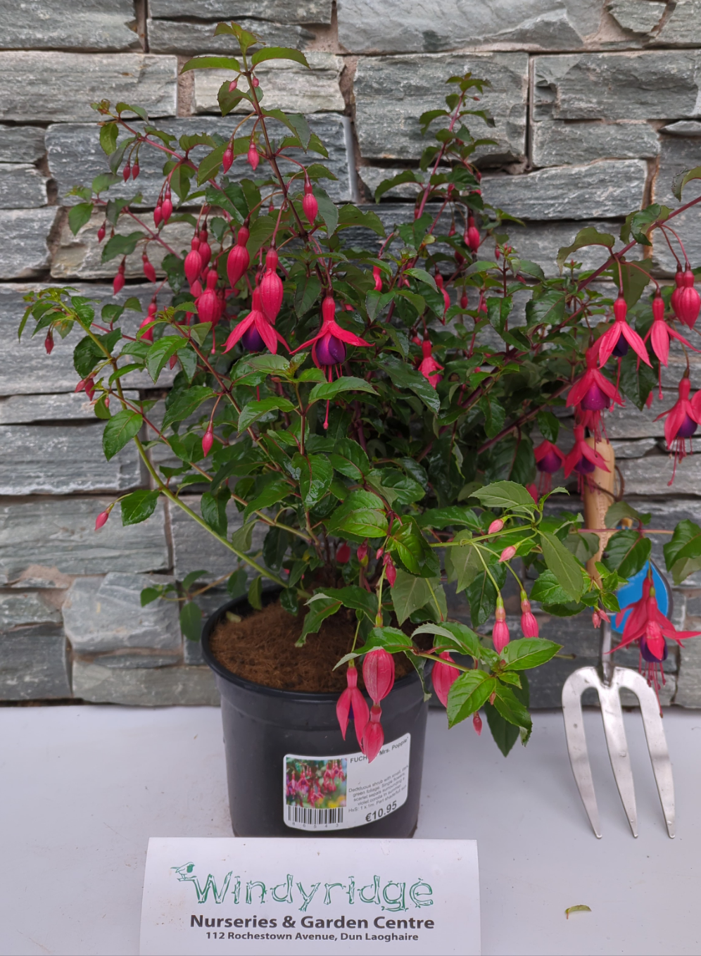 FUCHSIA Mrs. Popple
