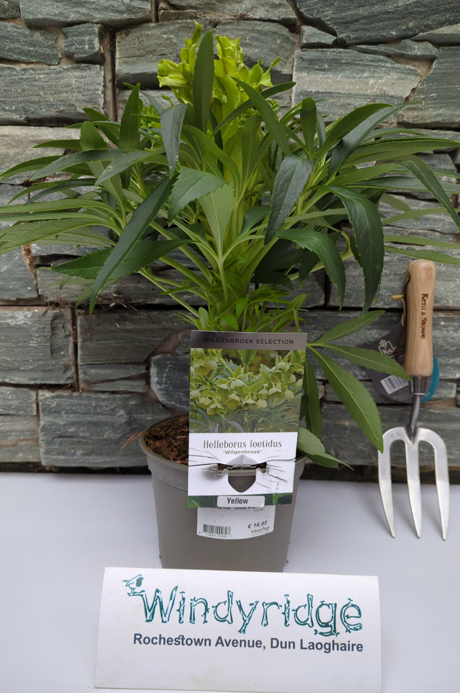 Helleborus Foet. Yellow Wilgenbroek  2 Ltr Pot - Herbaceous - Windyridge Garden Centre