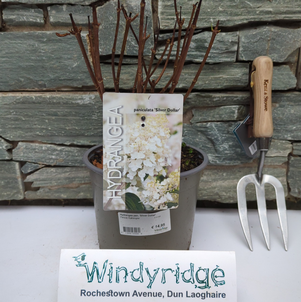 Hydrangea pan. Silver Dollar  3 Ltr pot