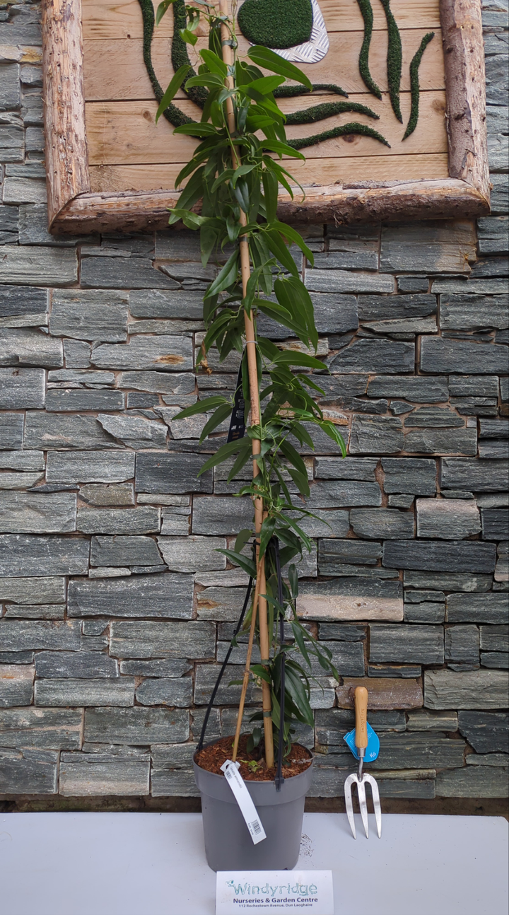 Clematis armandii