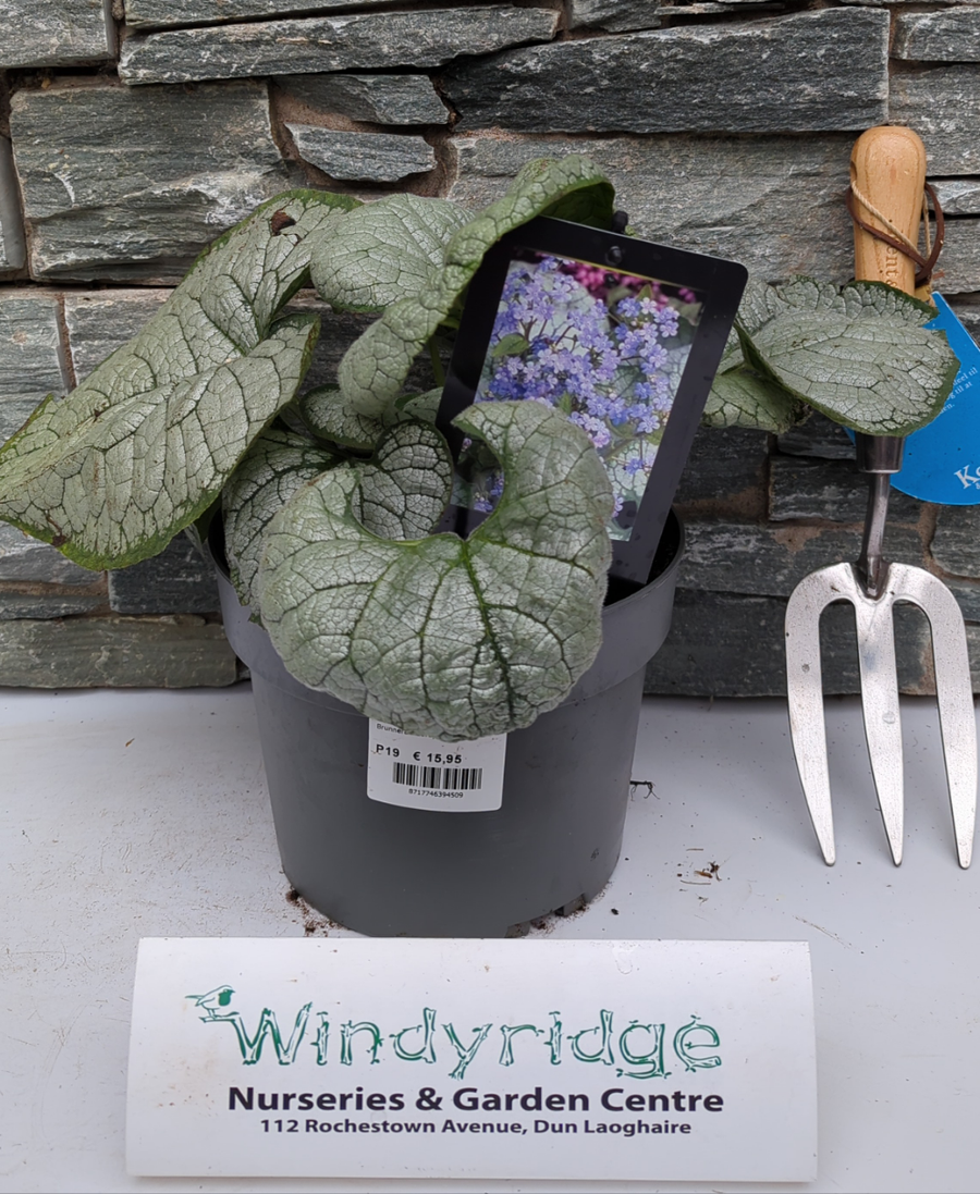 Brunnera Macrophylla Silver Heart - Herbaceous - Windyridge Garden Centre