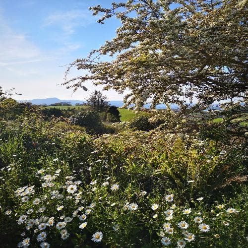 Leucanthemum vulgare May Queen