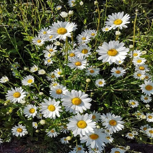 Leucanthemum vulgare May Queen