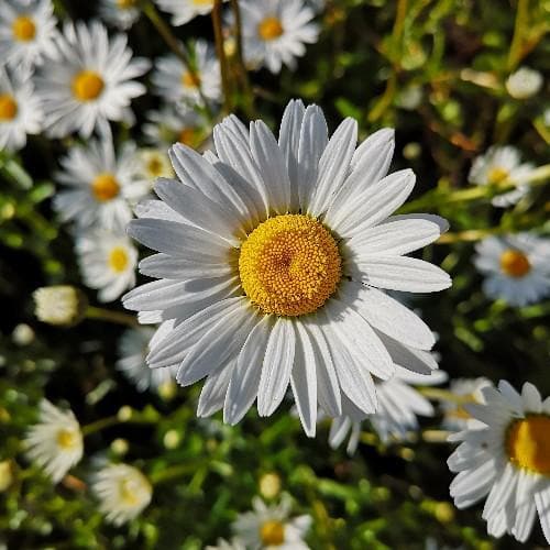 Leucanthemum vulgare May Queen