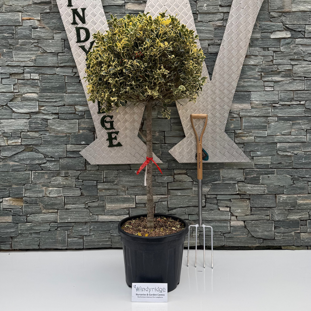 Ilex Aquifolium Argentea Marginata Stem