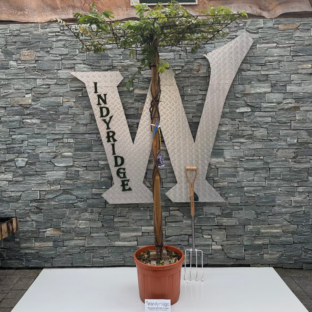 Potted plant on a white platform with a stone wall background featuring 'Indyridge' branding.