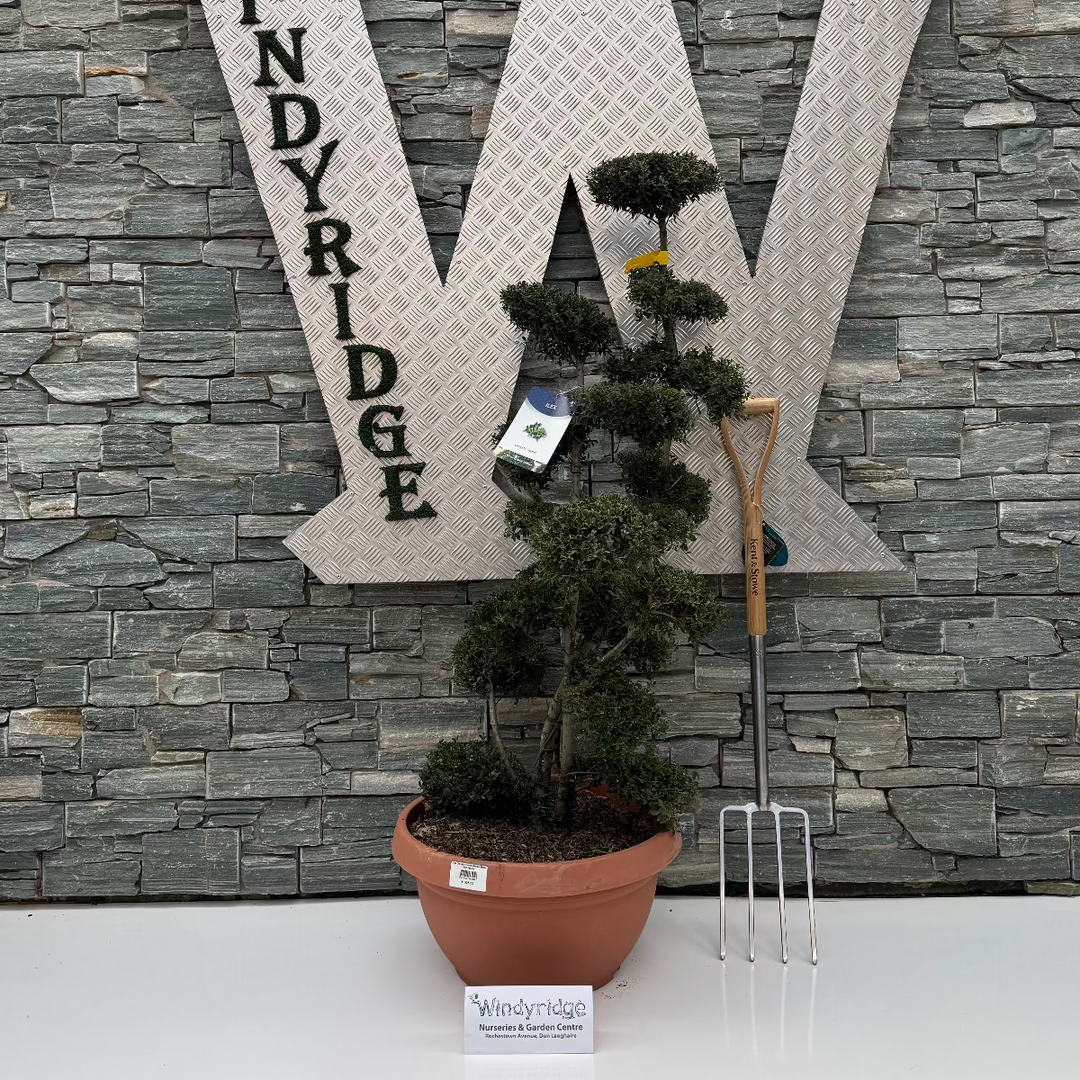 Large decorative letter 'W' with 'Windyridge' branding against a stone wall.