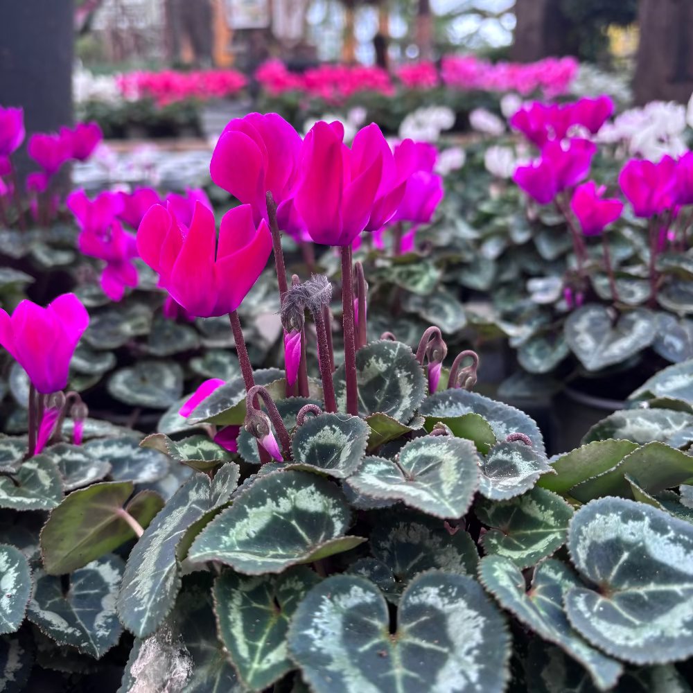 Cyclamen mini purple 10.5cm