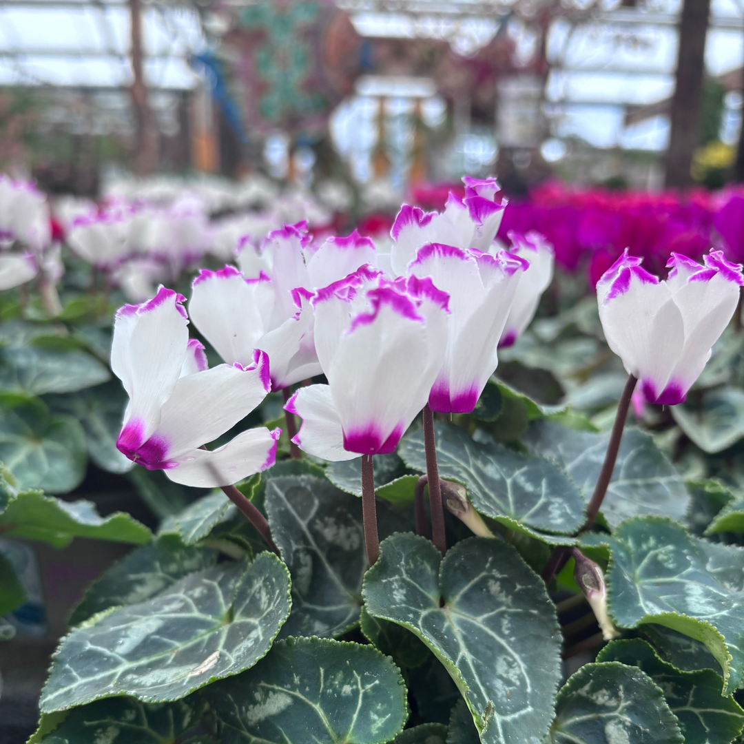 Cyclamen mini White / purple fringed 10.5cm