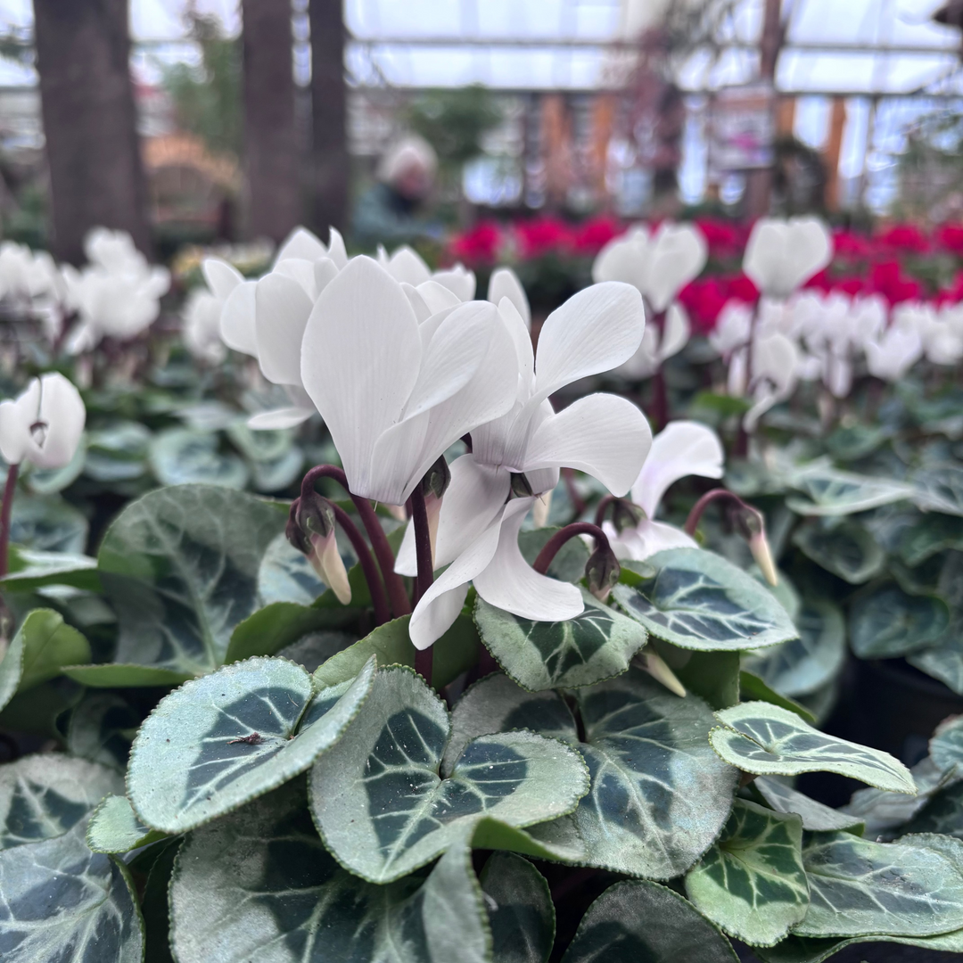 Cyclamen mini Silver leaf White 10.5cm