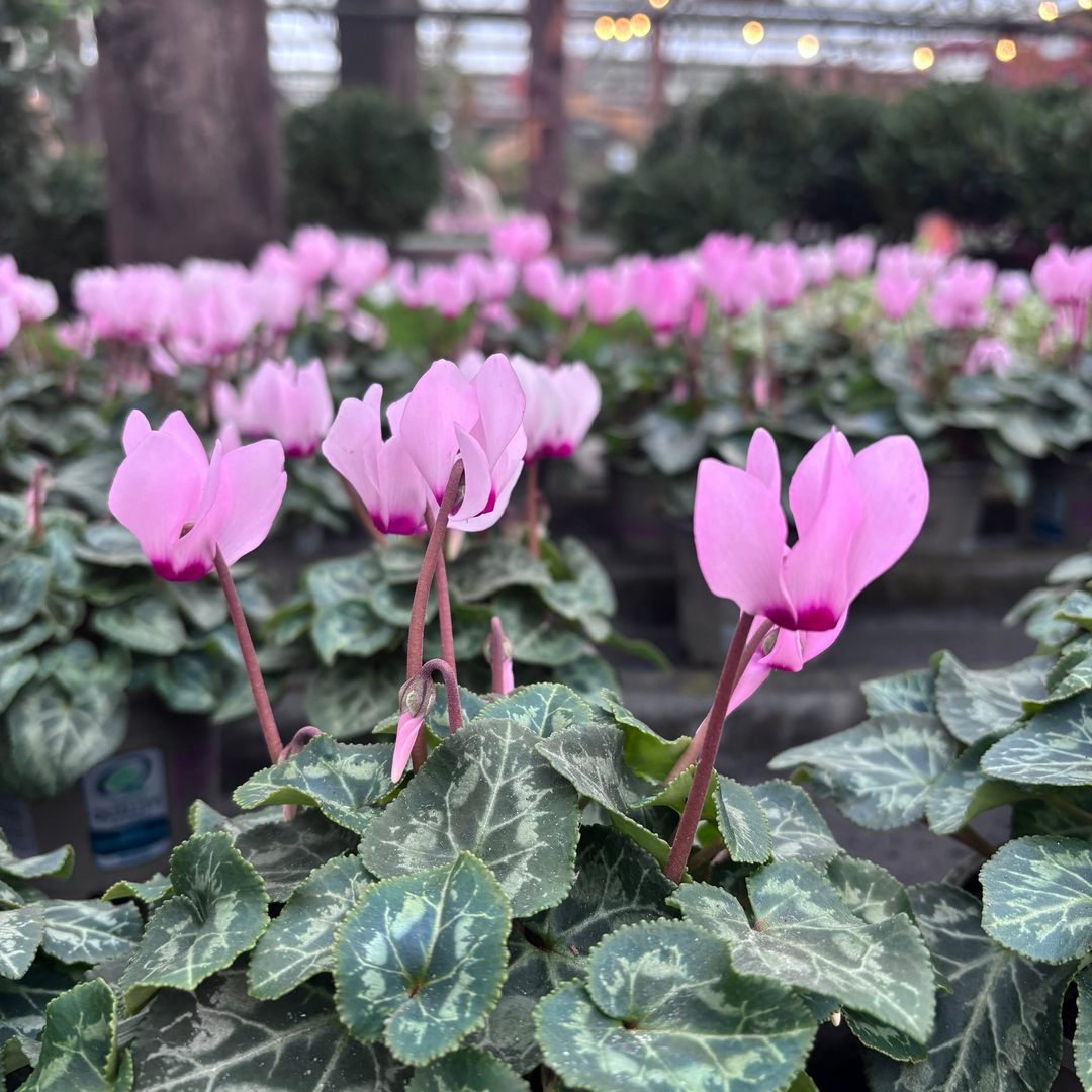 Pink cyclamen flowers with mottled green and silver leaves growing in a greenhouse or nursery, with more pink flowers blurred in the background.