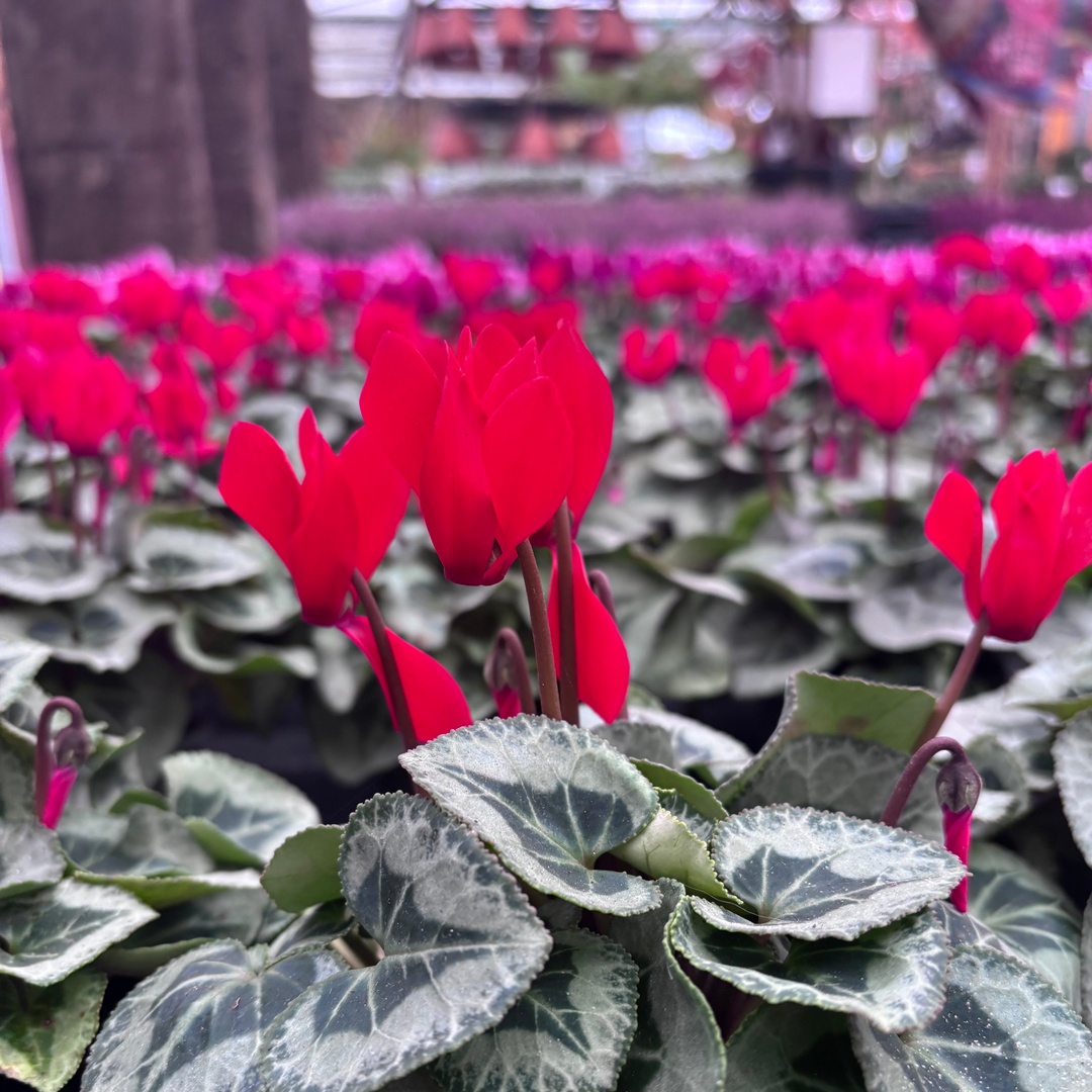 Cyclamen mini red 10.5cm