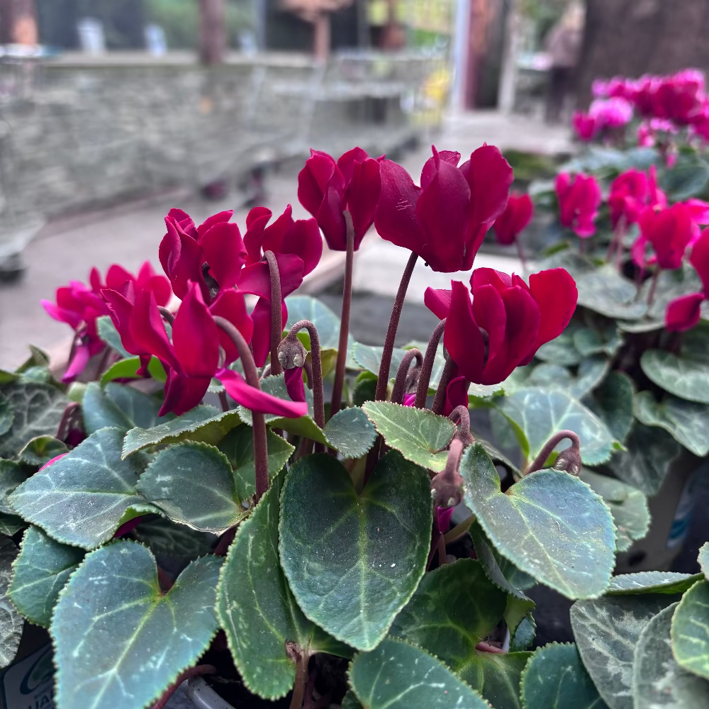 Cyclamen mini burgundy 10.5cm