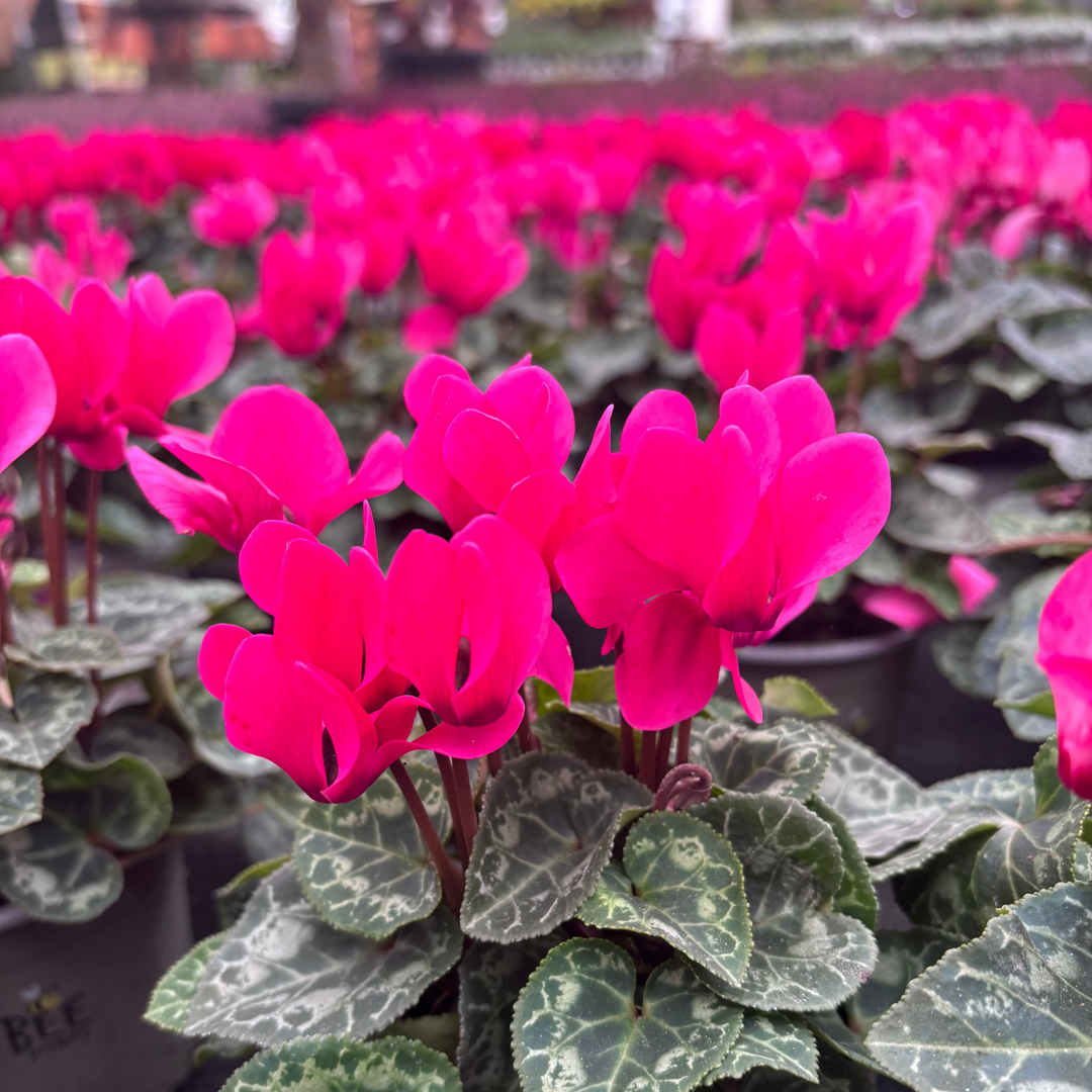 Cyclamen mini cerise red 10.5cm