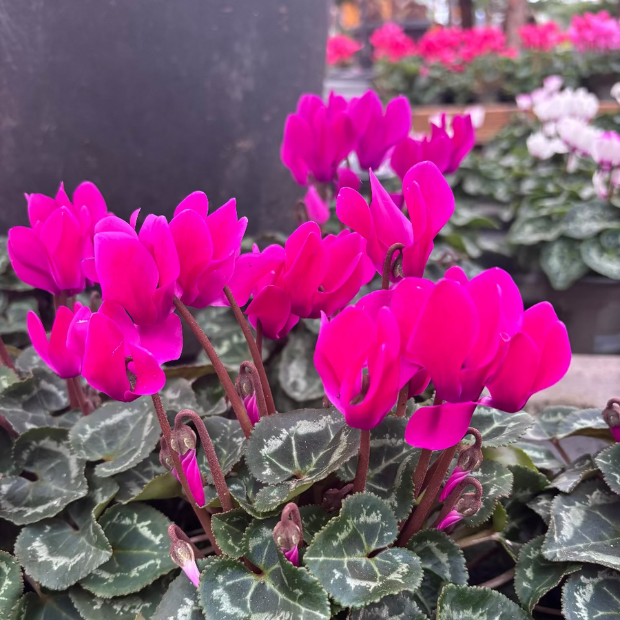 Vibrant magenta cyclamen flowers with mottled green and silver leaves, shown in a garden or nursery setting.