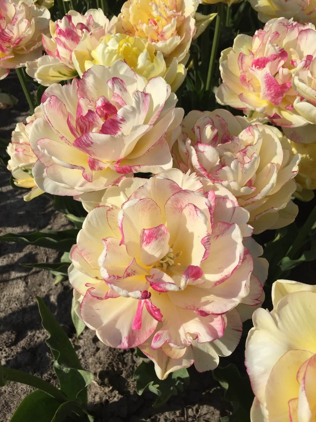 PREM TULIP DOUBLE SHAKE X 6