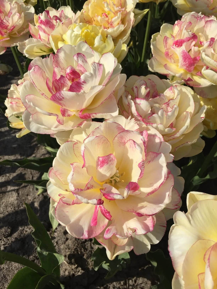 PREM TULIP DOUBLE SHAKE X 6
