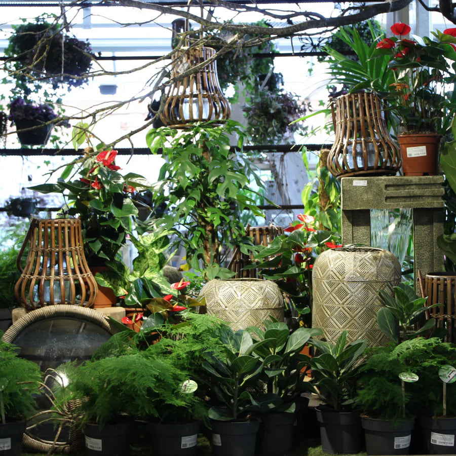 Indoor Gardening for Beginners Sat 10th May 2025 9AM