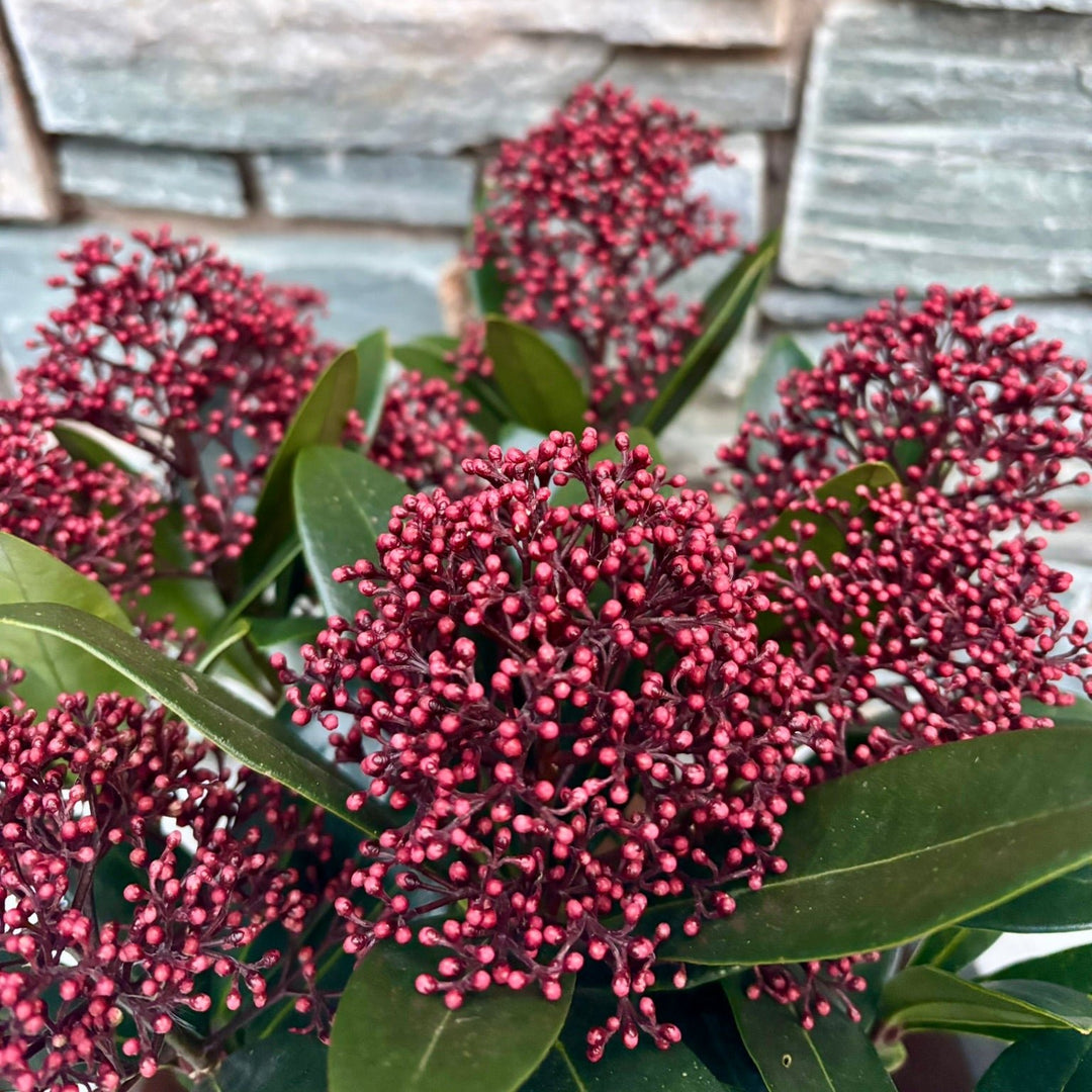 22 cm Square Pot with Skimmia