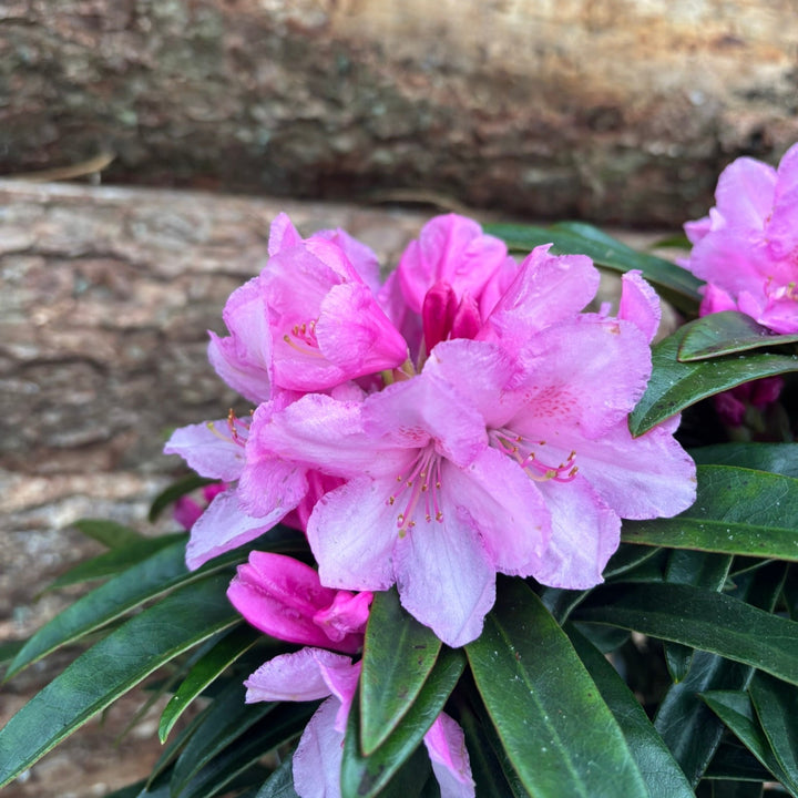 Potted Rhododendron In A 24 Cm Pot - Potted Pot Options - Windyridge Garden Centre