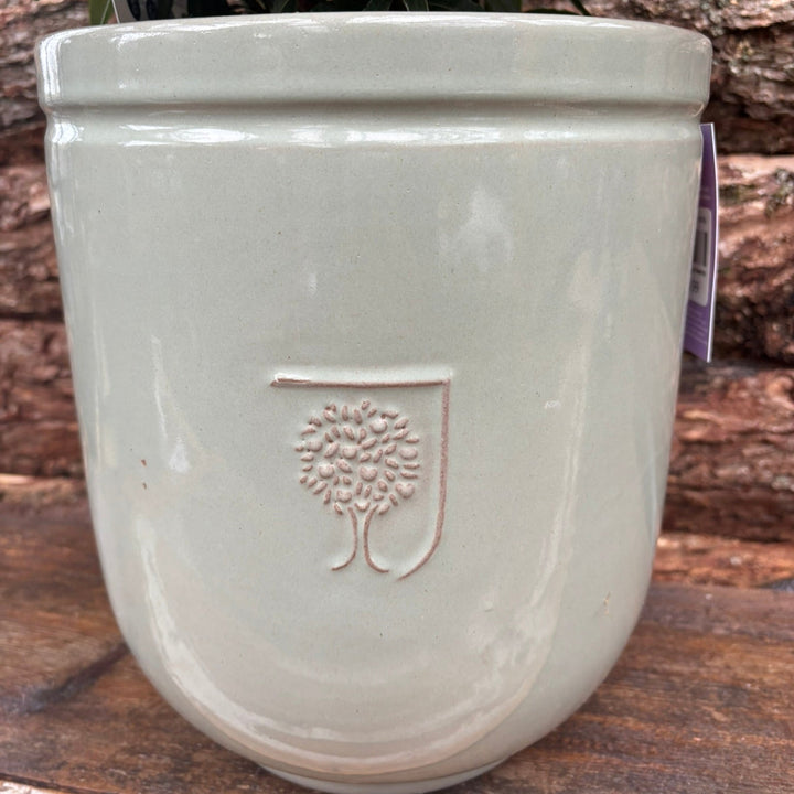 Potted Rhododendron In A 24 Cm Pot - Potted Pot Options - Windyridge Garden Centre
