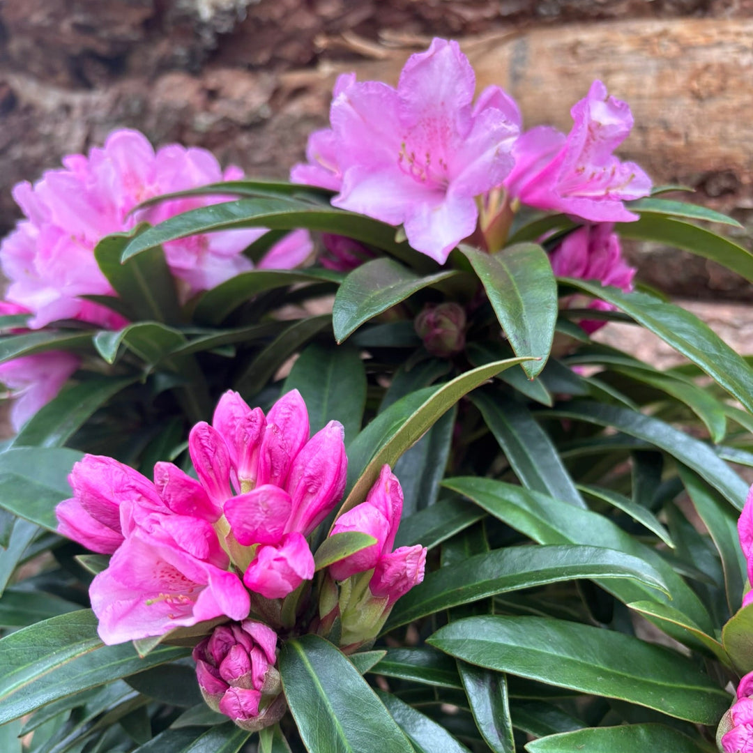 Potted Rhododendron In A 24 Cm Pot - Potted Pot Options - Windyridge Garden Centre