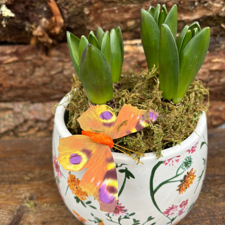 Hyacint Early Springtime 3PP Moss