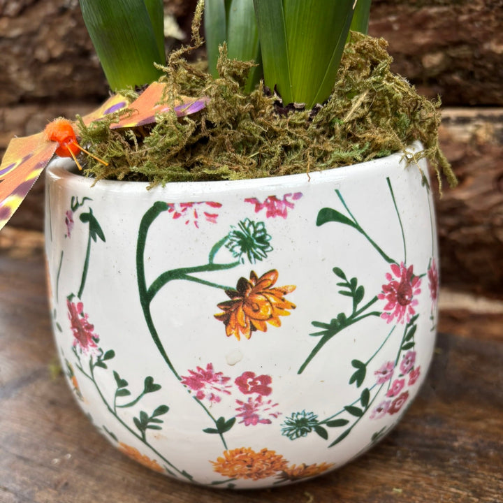 Hyacint Early Springtime 3PP Moss