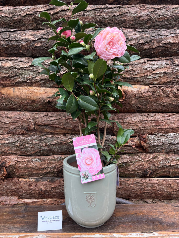 Potted Camellia In A 24 Cm Pot - Potted Pot Options - Windyridge Garden Centre