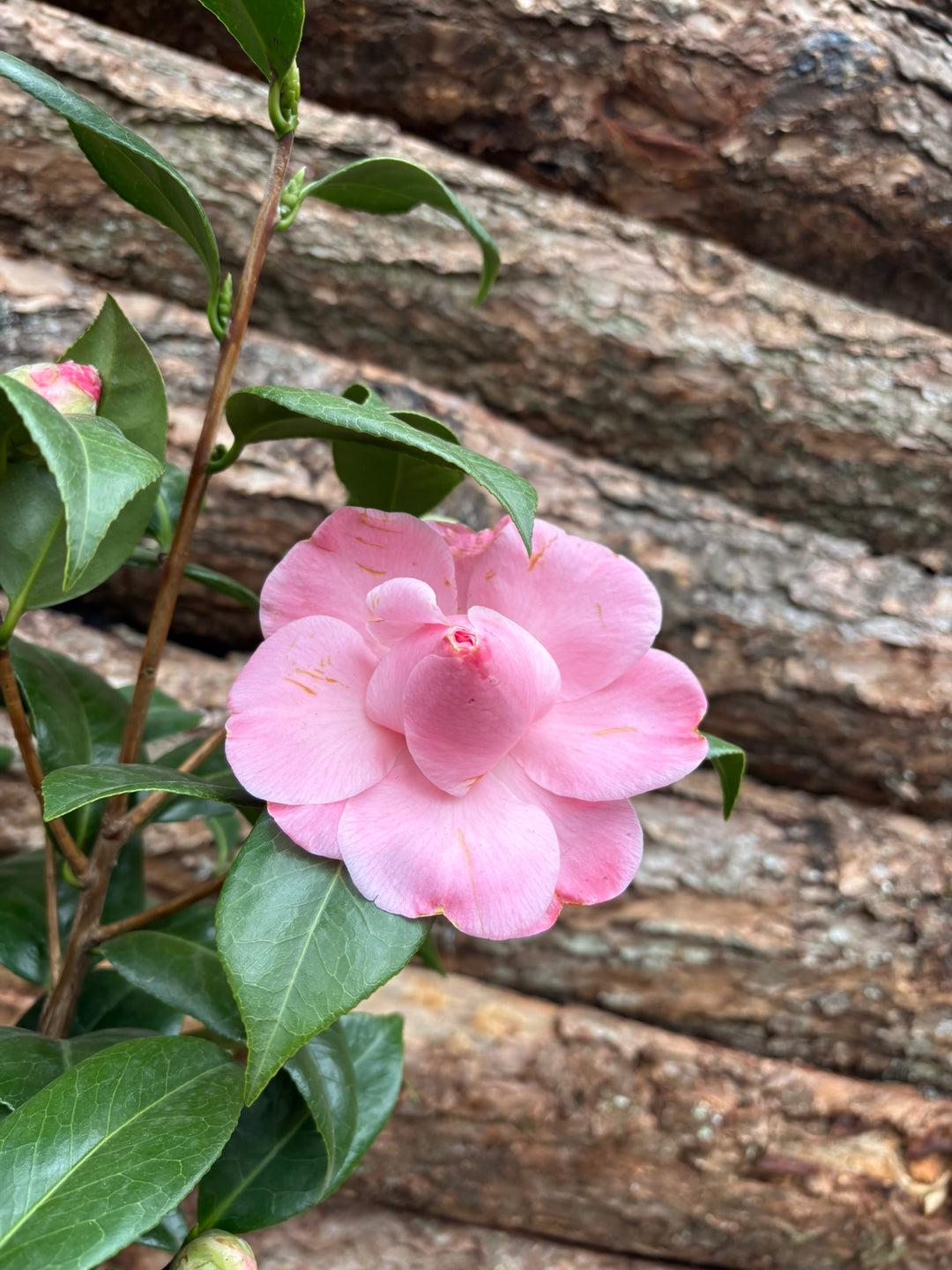 Potted Camellia In A 24 Cm Pot - Potted Pot Options - Windyridge Garden Centre