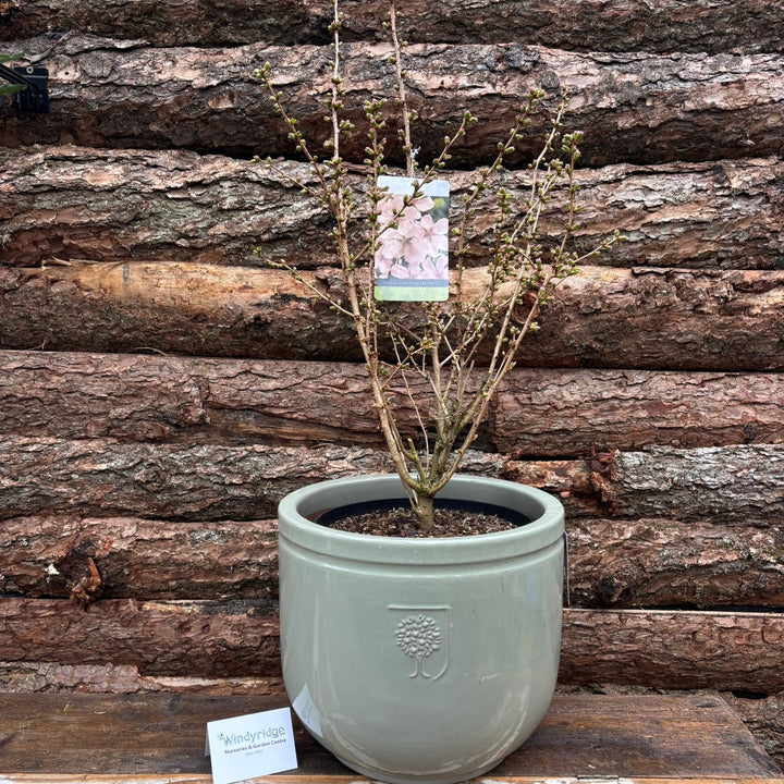 Potted Flowering Cherry In A 44 Cm Pot - Potted Pot Options - Windyridge Garden Centre