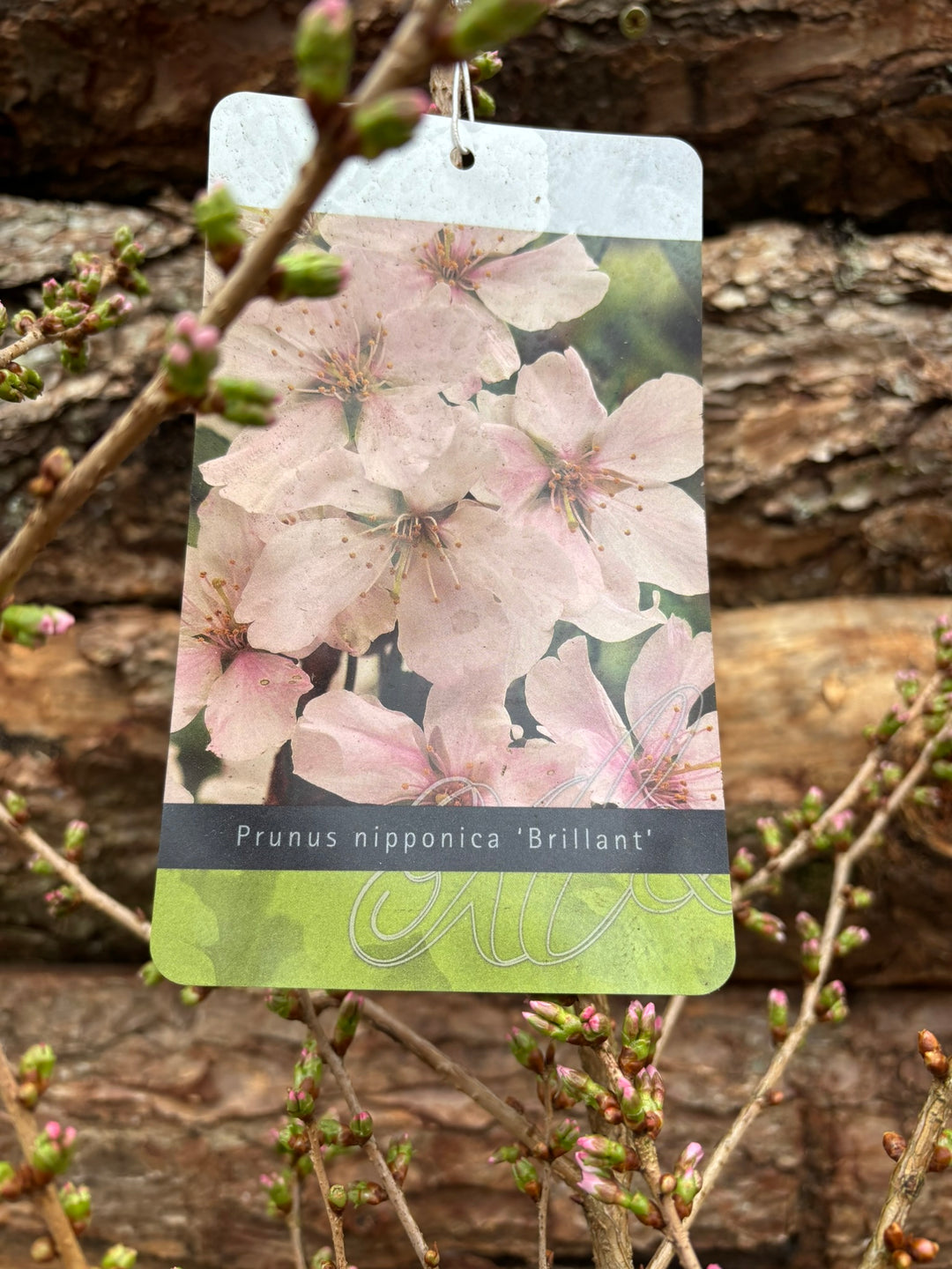Potted Flowering Cherry In A 44 Cm Pot - Potted Pot Options - Windyridge Garden Centre