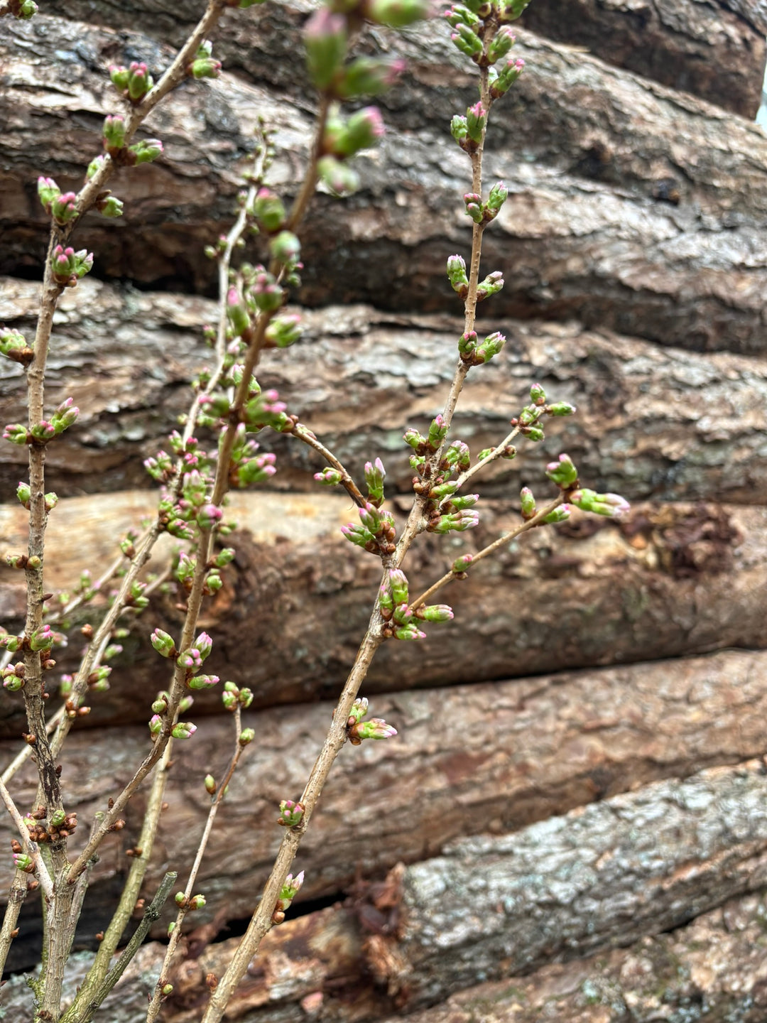 Potted Flowering Cherry In A 44 Cm Pot - Potted Pot Options - Windyridge Garden Centre