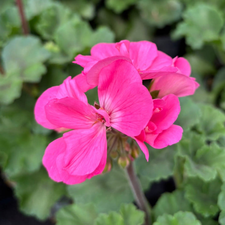 GERANIUM PINK 13cm