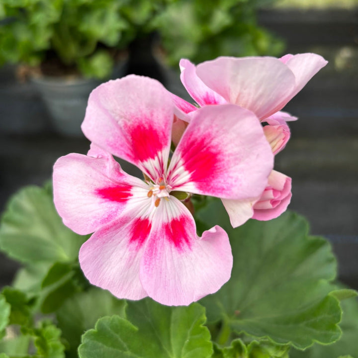 GERANIUM PINK 13cm